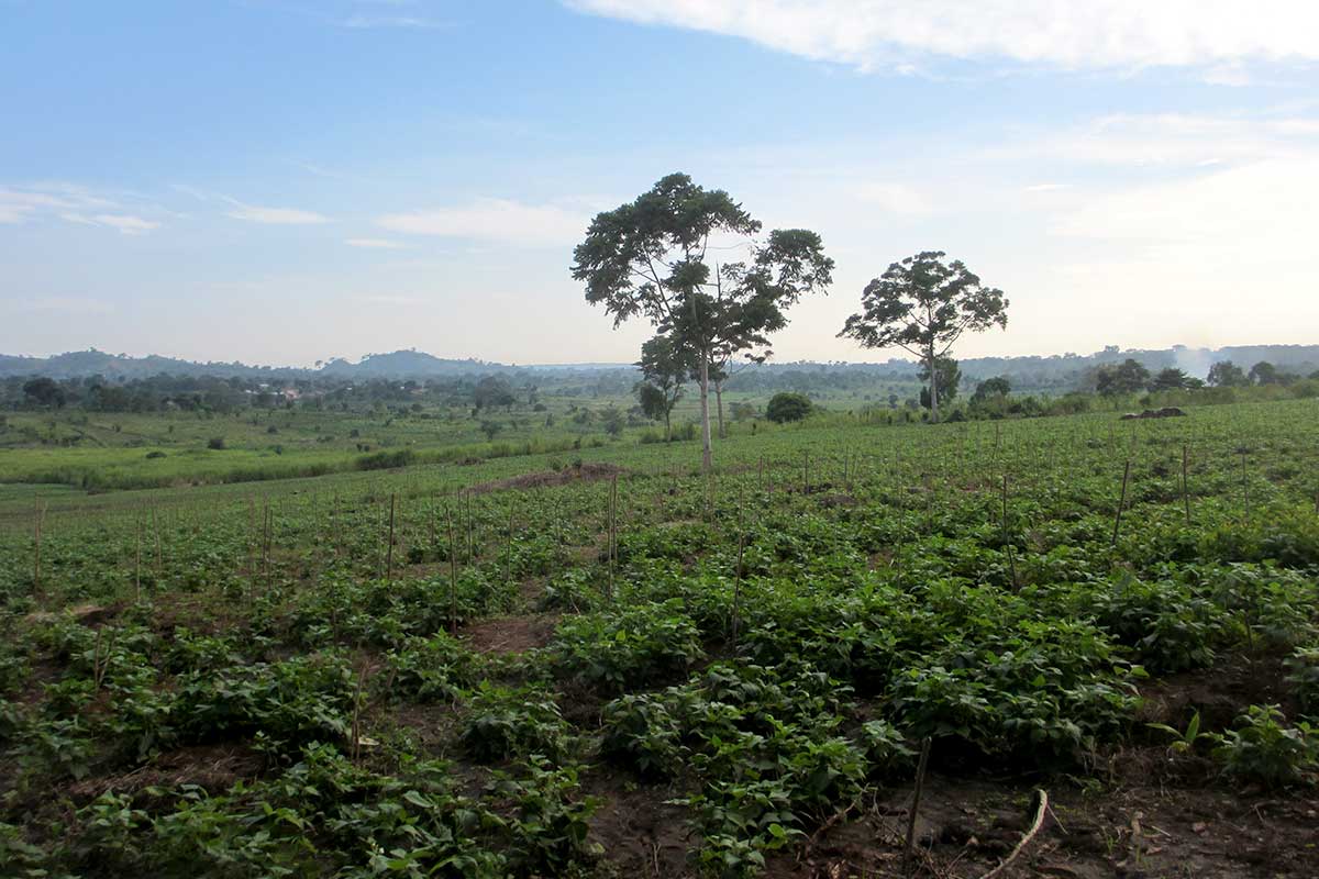 History Farm Farm Of Africa